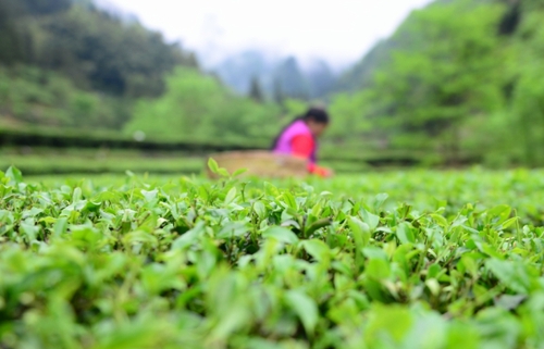 　　4月27日，柳溪村的村民在村內(nèi)的茶園采茶。