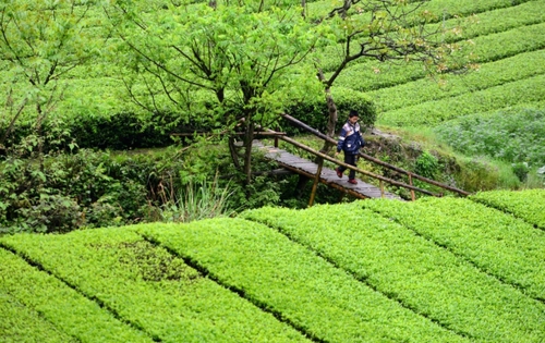 　　4月27日，一名男孩走在麻柳溪村的木橋上。