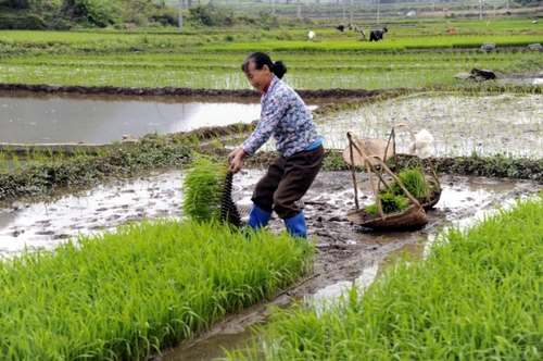 5月5日，廣西羅城縣四把鎮(zhèn)新印村村民在起秧苗，準備插田。
