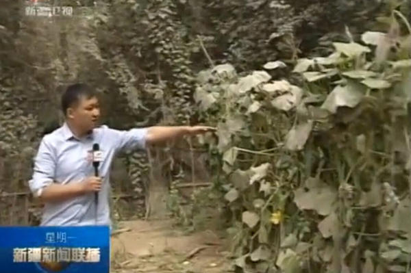 記者展示當(dāng)時警察躲在距離房屋只有幾米遠的果園里伏擊