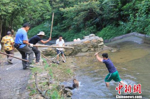 廣東三水九道山25日發(fā)生一件趣事，一頭山豬誤入漂流河道引發(fā)了“人豬大戰(zhàn)”。　張良玉　攝