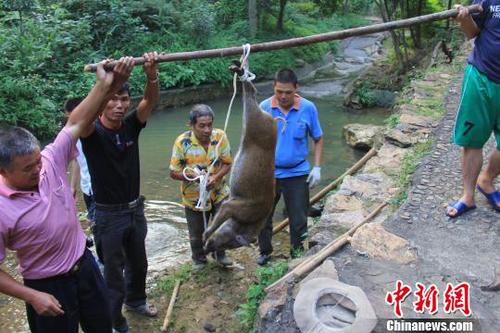 　廣東三水九道山25日發(fā)生一件趣事，一頭山豬誤入漂流河道引發(fā)了“人豬大戰(zhàn)”。　張良玉　攝