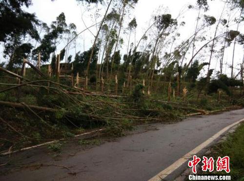 　廣安市武勝縣三溪、飛龍等鄉(xiāng)鎮(zhèn)境內(nèi)遭受狂風(fēng)雷電冰雹災(zāi)害大樹被吹斷。（王爵攝）