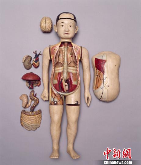 圖為西醫(yī)解剖學(xué)傳入中國后，清宮收藏的人體解剖模型。