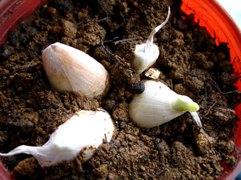 家家都能種的4種抗病植物？