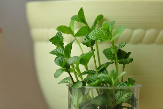 家家都能種的4種抗病植物？