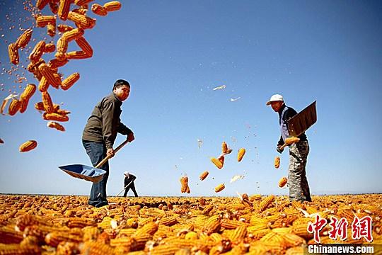 資料圖。農(nóng)民揮動(dòng)鐵锨晾曬玉米，使得滿地盡帶“黃金甲”，成為一道靚麗的風(fēng)景線。趙琳 攝