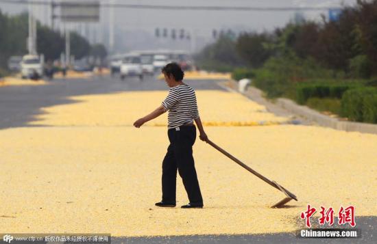 農(nóng)業(yè)部回應農(nóng)民憂改種大豆效益不如玉米：將補貼