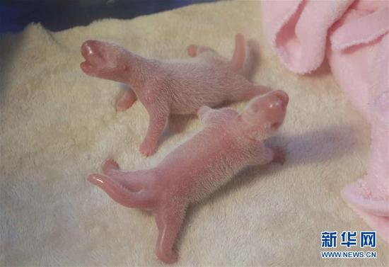 6月23日在成都大熊貓繁育研究基地拍攝的大熊貓龍鳳胎寶寶。當(dāng)日，成都大熊貓繁育研究基地的雌性大熊貓“星雅”順利誕下一對大熊貓龍鳳胎，大仔性別雄性、初生體重170克；小仔性別雌性、初生體重161克。目前，母子各項(xiàng)體征指標(biāo)正常，它們是2016年全球誕生的首對大熊貓龍鳳胎寶寶。