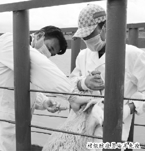 村級(jí)防疫員給羊免疫