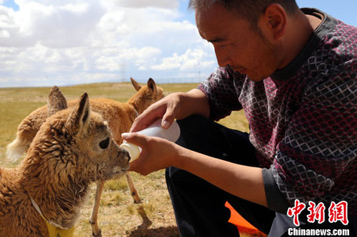 資料圖：小藏羚羊。<a target='_blank' href='http://www.chinanews.com/'>中新社</a>發(fā) 趙凜松 攝