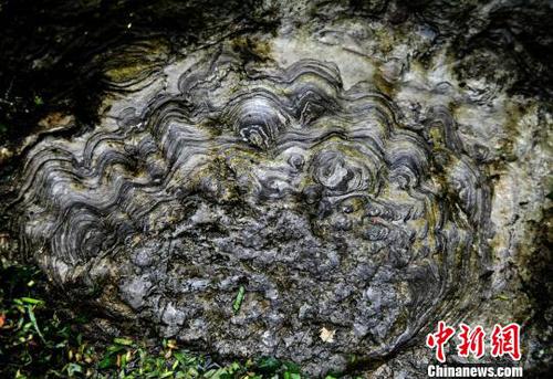 圖為“石花”大多呈圓形，顏色由內向外逐漸變淺?！￡惐躺?攝