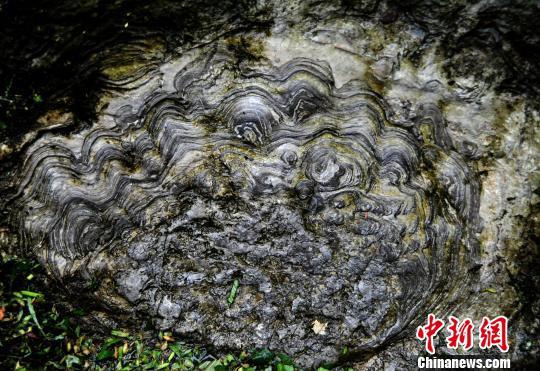 圖為“石花”大多呈圓形，顏色由內(nèi)向外逐漸變淺?！￡惐躺?攝