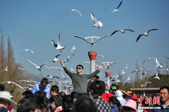 2月4日，春節(jié)長假剛剛結(jié)束，仍然有大批游客聚集到昆明滇池邊，觀鷗喂鷗，與紅嘴鷗一起共享昆明暖陽和藍天。<a target='_blank' href='http://www.chinanews.com/'>中新社</a>記者 任東 攝