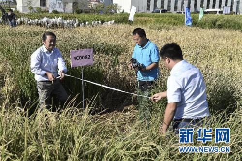 “海水稻”長在海里嗎？它的這些事你不一定知道