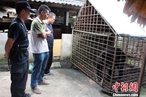 圖為王某非法飼養(yǎng)的黑熊。寧洱縣森林公安局