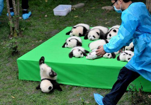 日本上野動(dòng)物園熊貓寶寶將亮相：抽簽觀看 限5分鐘
