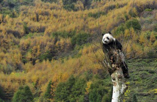 日本上野動(dòng)物園熊貓寶寶將亮相：抽簽觀看 限5分鐘