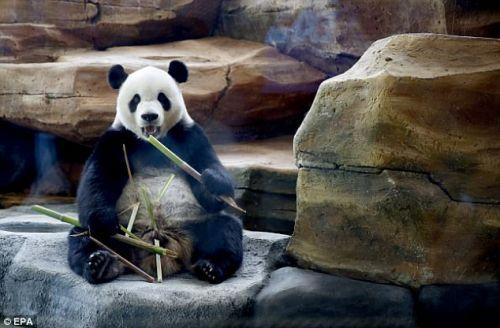 日本上野動(dòng)物園熊貓寶寶將亮相：抽簽觀看 限5分鐘
