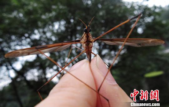 蚊子活體?！≮w力 攝