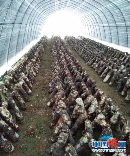 村里目前共建成80座香菇大棚，養(yǎng)殖16萬株菌棒?！垗?攝