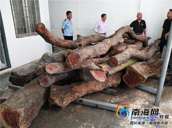 被整體公開掛牌轉(zhuǎn)讓的?？谑腥嗣窆珗@兩株花梨樹原木。(來源：海南產(chǎn)權(quán)交易網(wǎng))