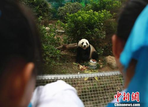 大熊貓明浜憨態(tài)可掬?！≈炝?攝