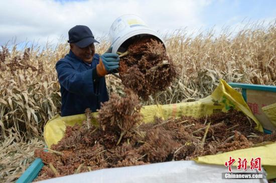 資料圖：農(nóng)民收獲作物。<a target='_blank' href='http://www.chinanews.com/'>中新社</a>記者 劉文華 攝