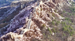 燕山之春：長(zhǎng)城穿花海，萬(wàn)峰競(jìng)斑斕