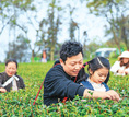 春來(lái)茶園新意濃